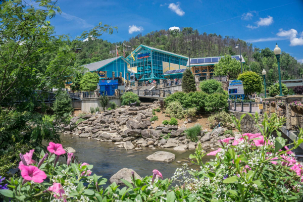 Ripley's Aquarium of the Smokies is near Splash Mountain Lodge a 4 bedroom cabin rental located in Gatlinburg