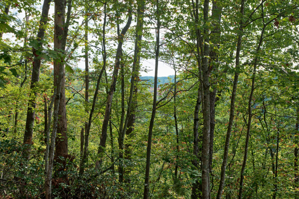 View through the trees at Bird's Eye View, a 2-bedroom cabin rental located in Gatlinburg