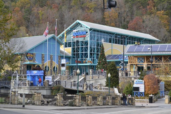 Ripley's Aquarium of the Smokies is near License to Chill, a 3 bedroom cabin rental located in Gatlinburg