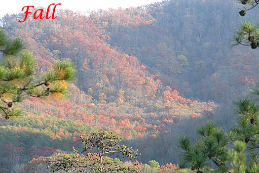 Fall colors in the Smoky Mountains from R & R Hideaway, a 1 bedroom cabin rental located in Pigeon Forge