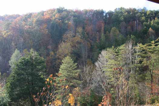 Forest view from Eagle's Loft, a 2-bedroom cabin rental located in Pigeon Forge