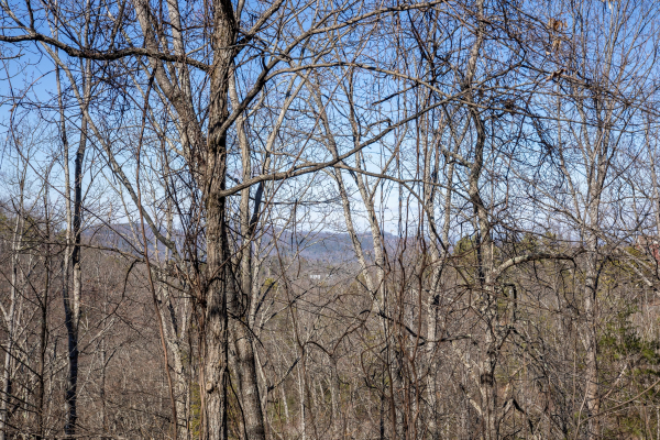 Mountain views through the trees in winter at Honey Bear Haven, a 1 bedroom cabin rental located in Pigeon Forge