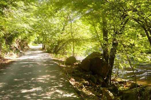 Tree covered driveway up to Dolly's Adorable River Cottage, a 3-bedroom cabin rental located in Pigeon Forge