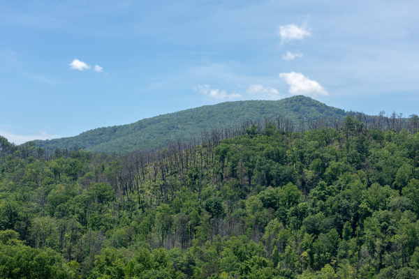 Mountain view from Elk Horn Lodge, a 5 bedroom cabin rental located in Gatlinburg